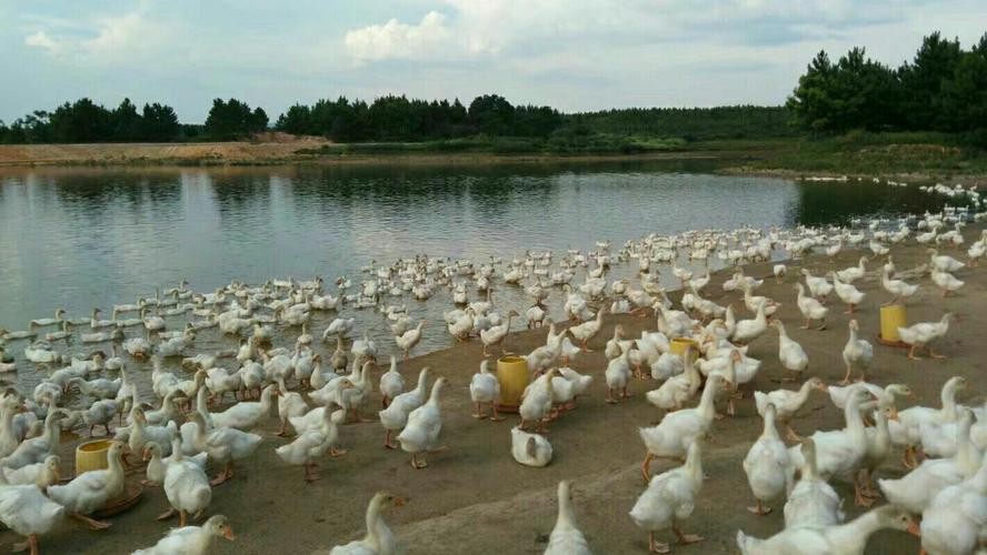 养鹅那么挣钱，为啥现在农村没什么人养？看完就知道了！