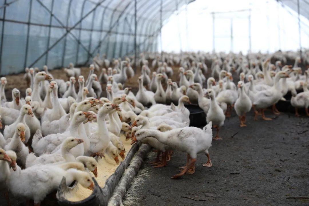 养鹅那么挣钱，为啥现在农村没什么人养？看完就知道了！