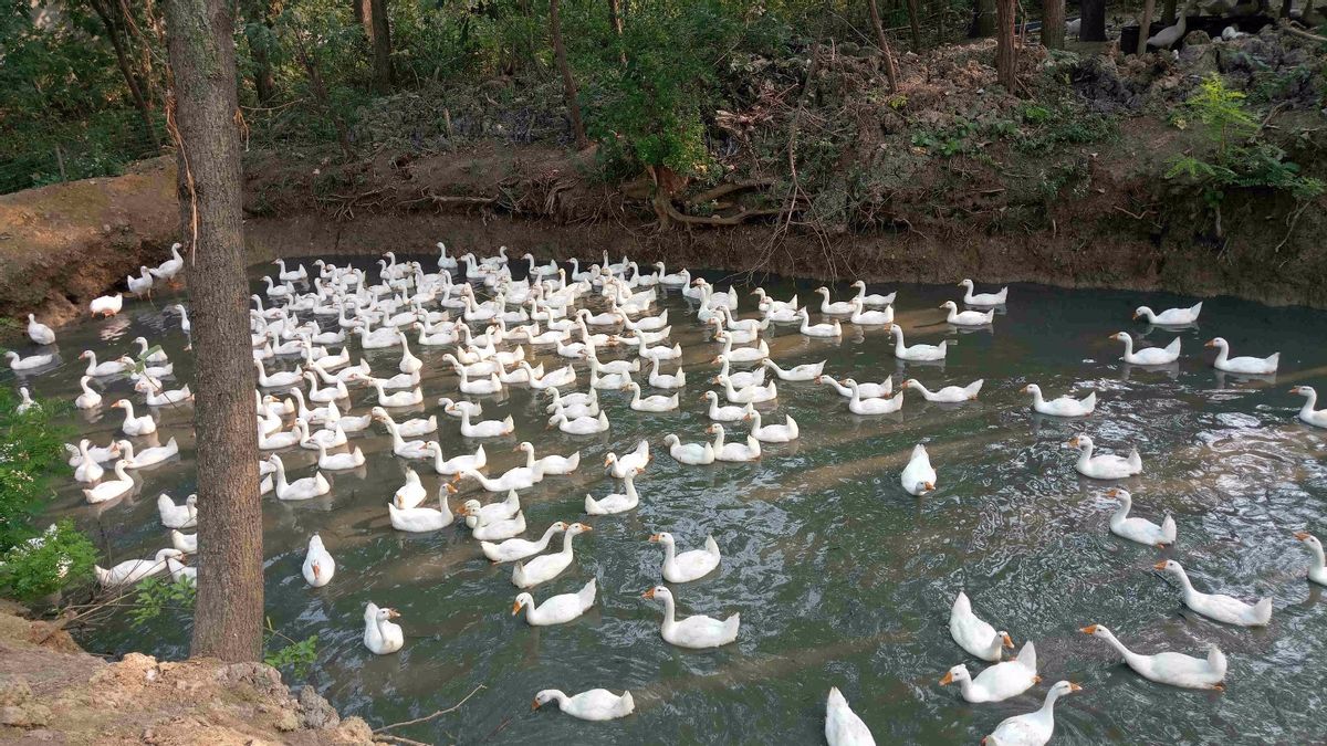 养鹅那么挣钱，为啥现在农村没什么人养？看完就知道了！
