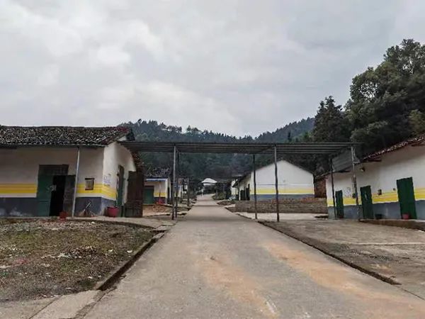 爆红的“加特林”和逆境求生的花炮之乡