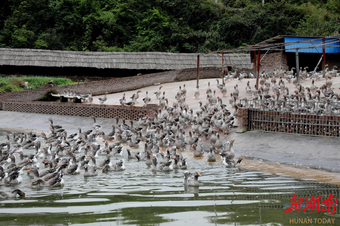 新田：1.2万羽朗德鹅即将迎来反季节孵化产蛋高峰期