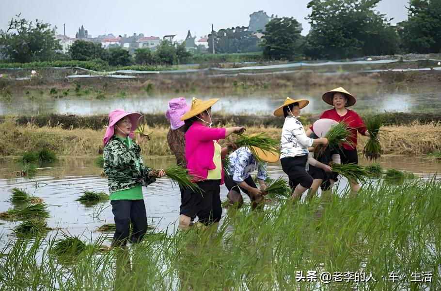 认识中国每一个县——第166站：湖北·荆州·监利市（县级市）