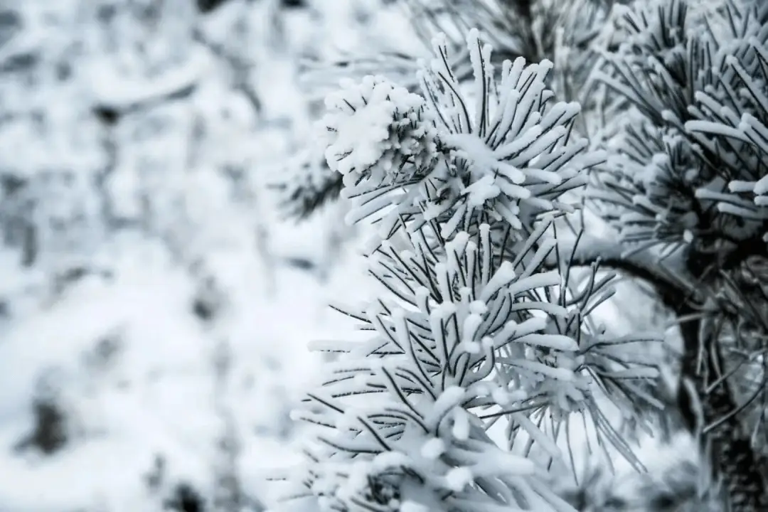 寒假礼物 | 中报小记者媒介素养冰雪营