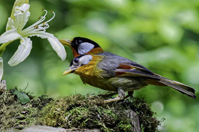 株洲寻踪：神农脉与动力魂