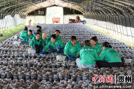 贵州威宁平菇产业发展“加速跑” 远销美国及东南亚