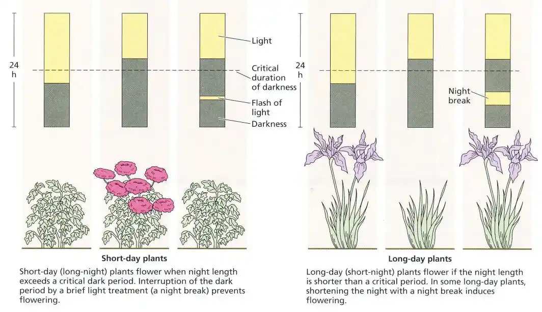 都是毛发，为什么头发比眉毛长得快？｜No.247
