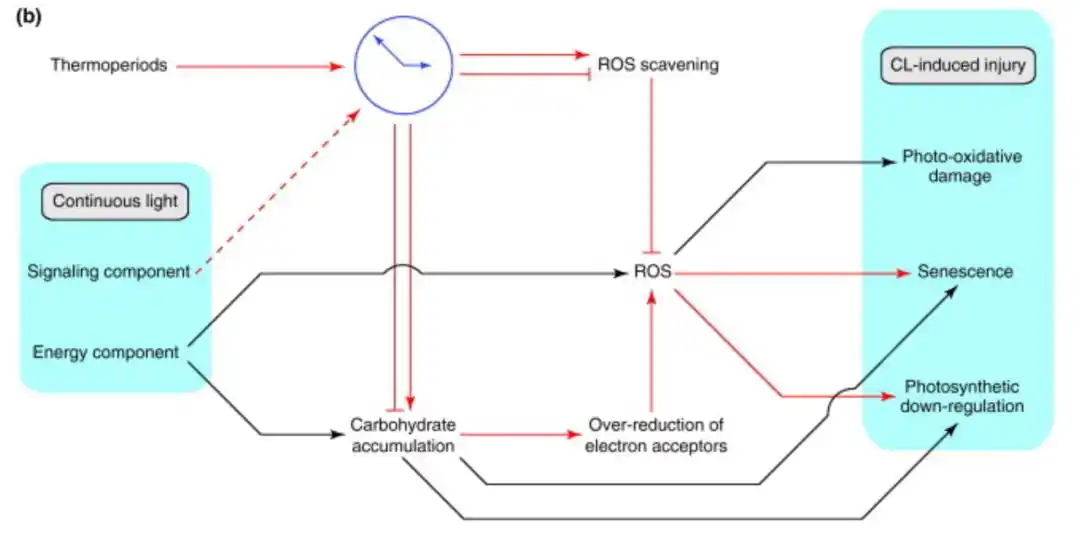 都是毛发，为什么头发比眉毛长得快？｜No.247