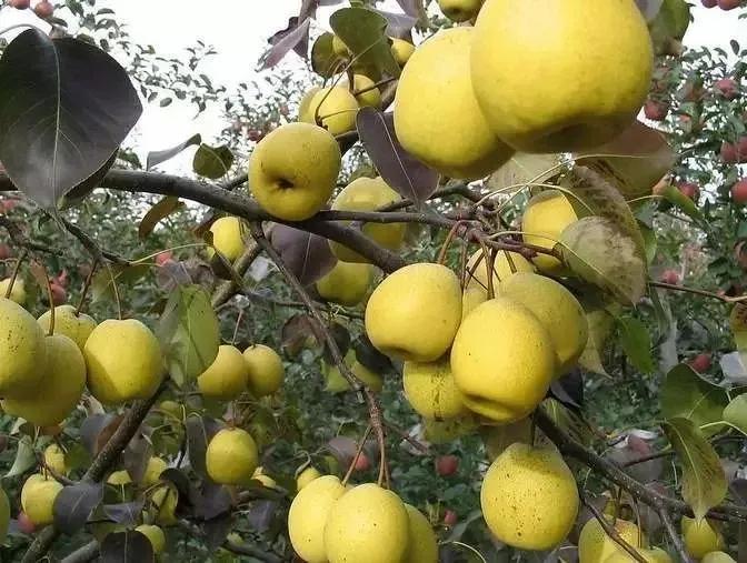 中国县城概况:赵县——赵州桥的故乡!