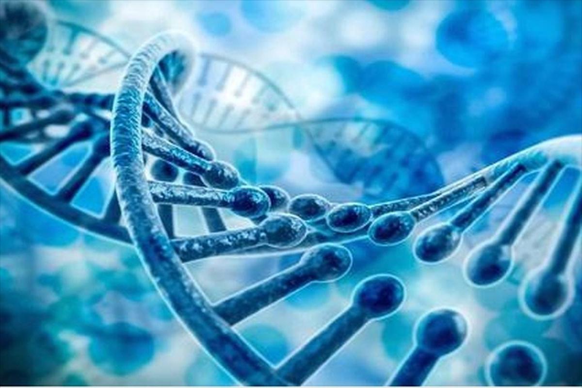 H2O2介导在低温下,对茄子产生的氧化应激感知以及抵抗力中的积累