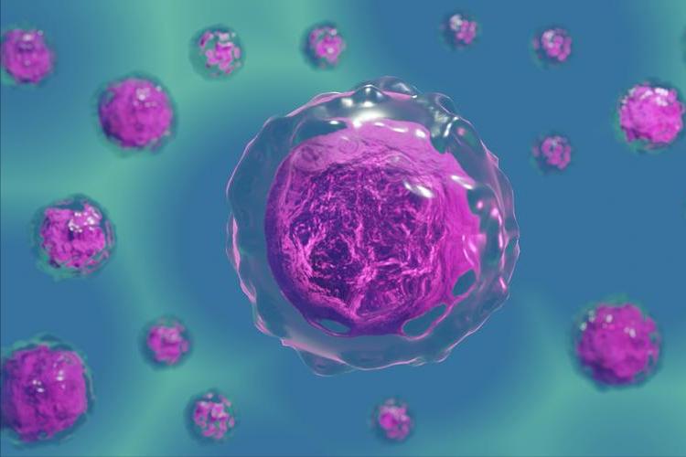 H2O2介导在低温下,对茄子产生的氧化应激感知以及抵抗力中的积累