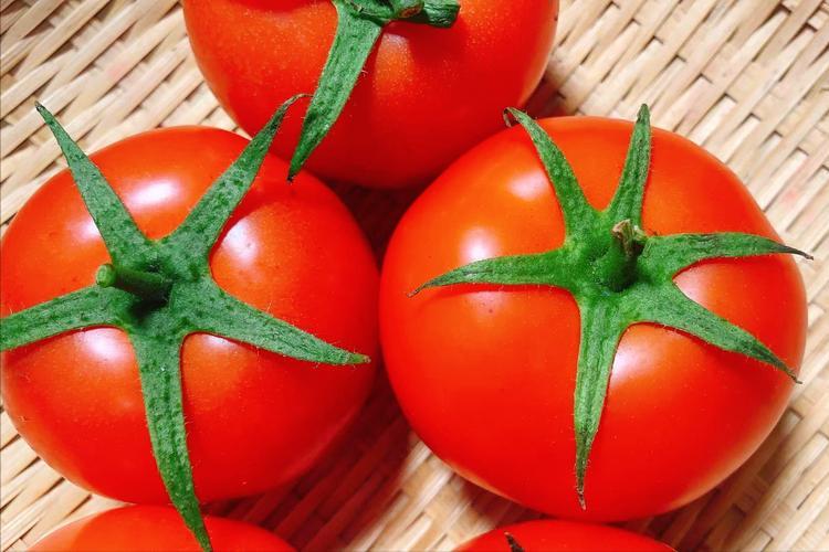 H2O2介导在低温下,对茄子产生的氧化应激感知以及抵抗力中的积累