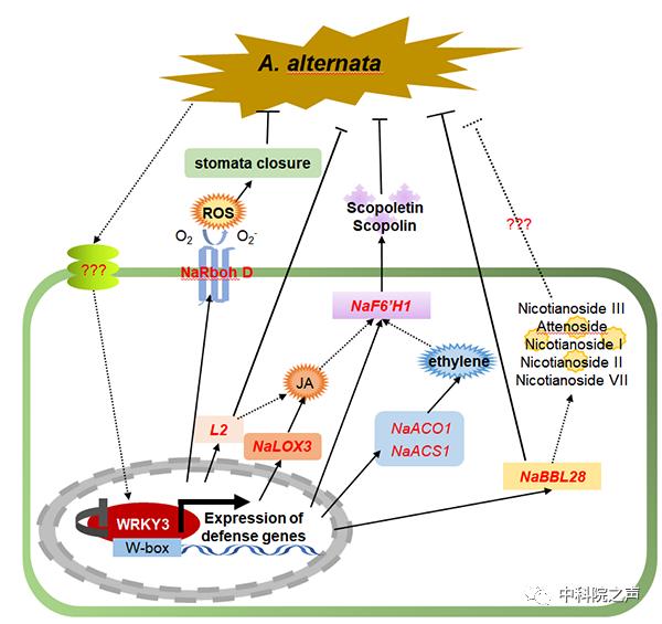 研究发现植物抵御链格孢菌的关键调控因子