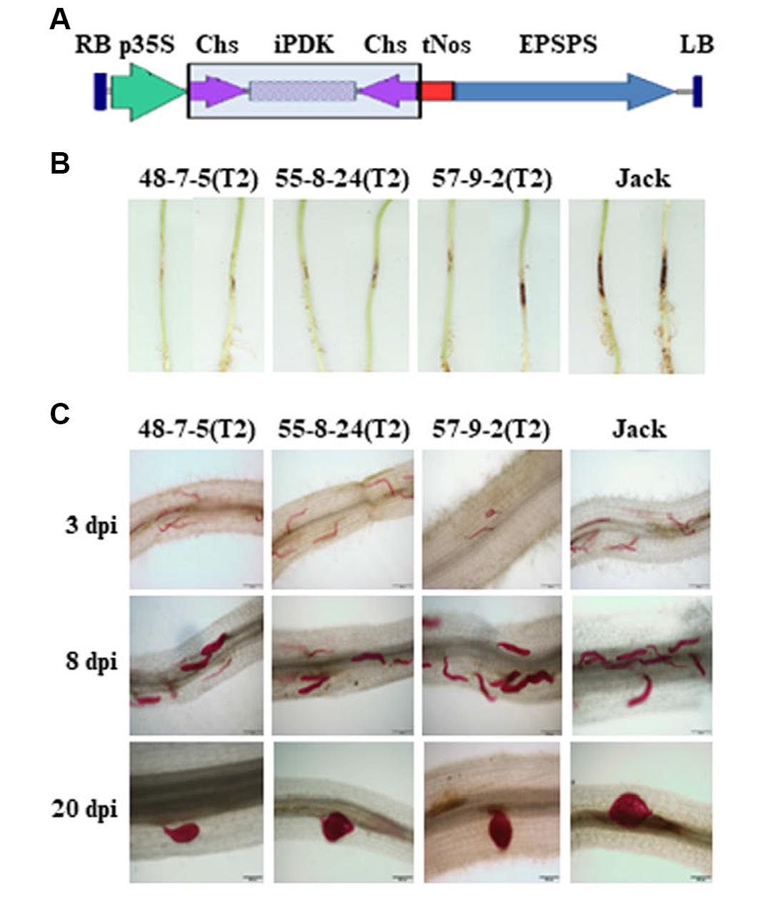 植物广谱抗病研究的核心关注点