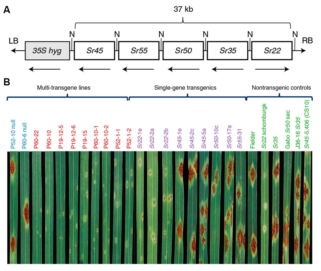 植物广谱抗病研究的核心关注点