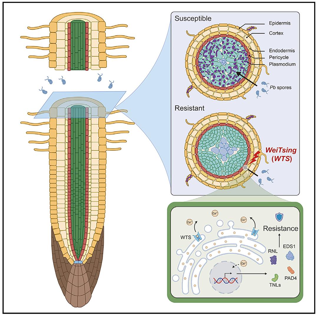 植物广谱抗病研究的核心关注点