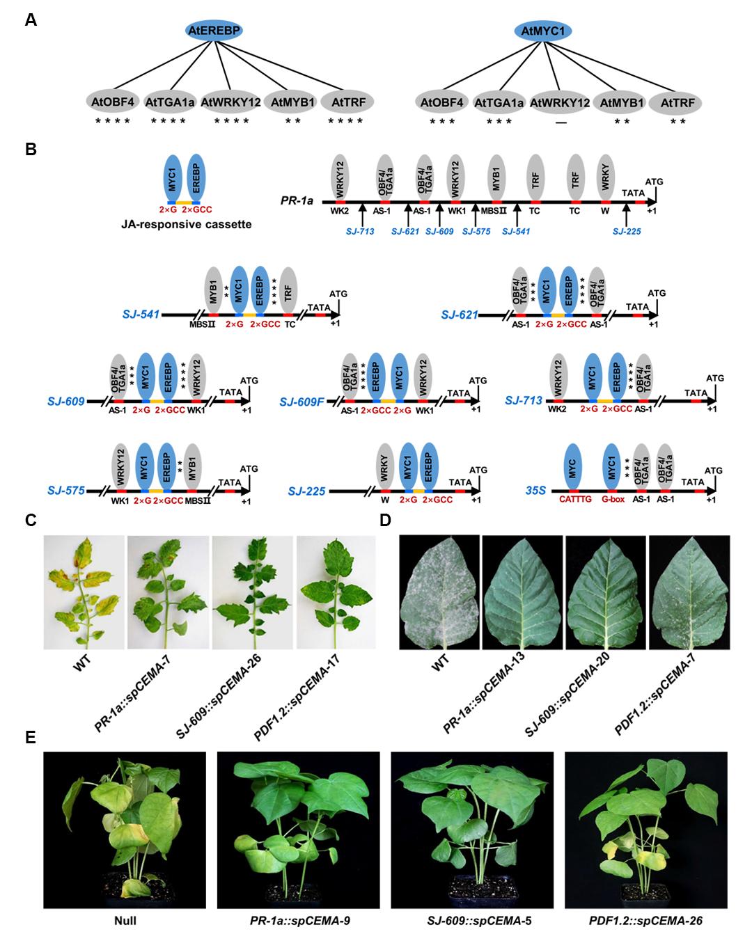 植物广谱抗病研究的核心关注点