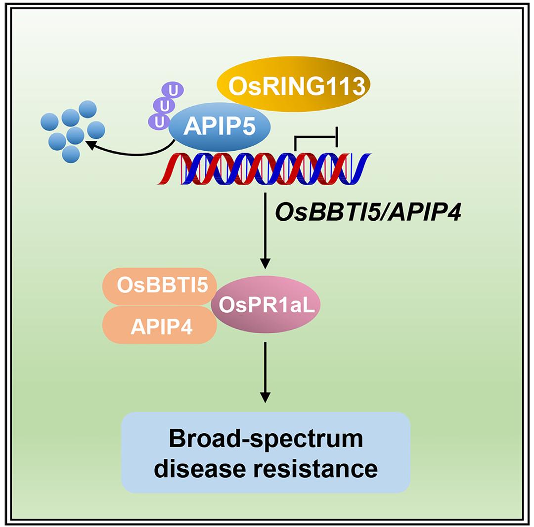 植物广谱抗病研究的核心关注点