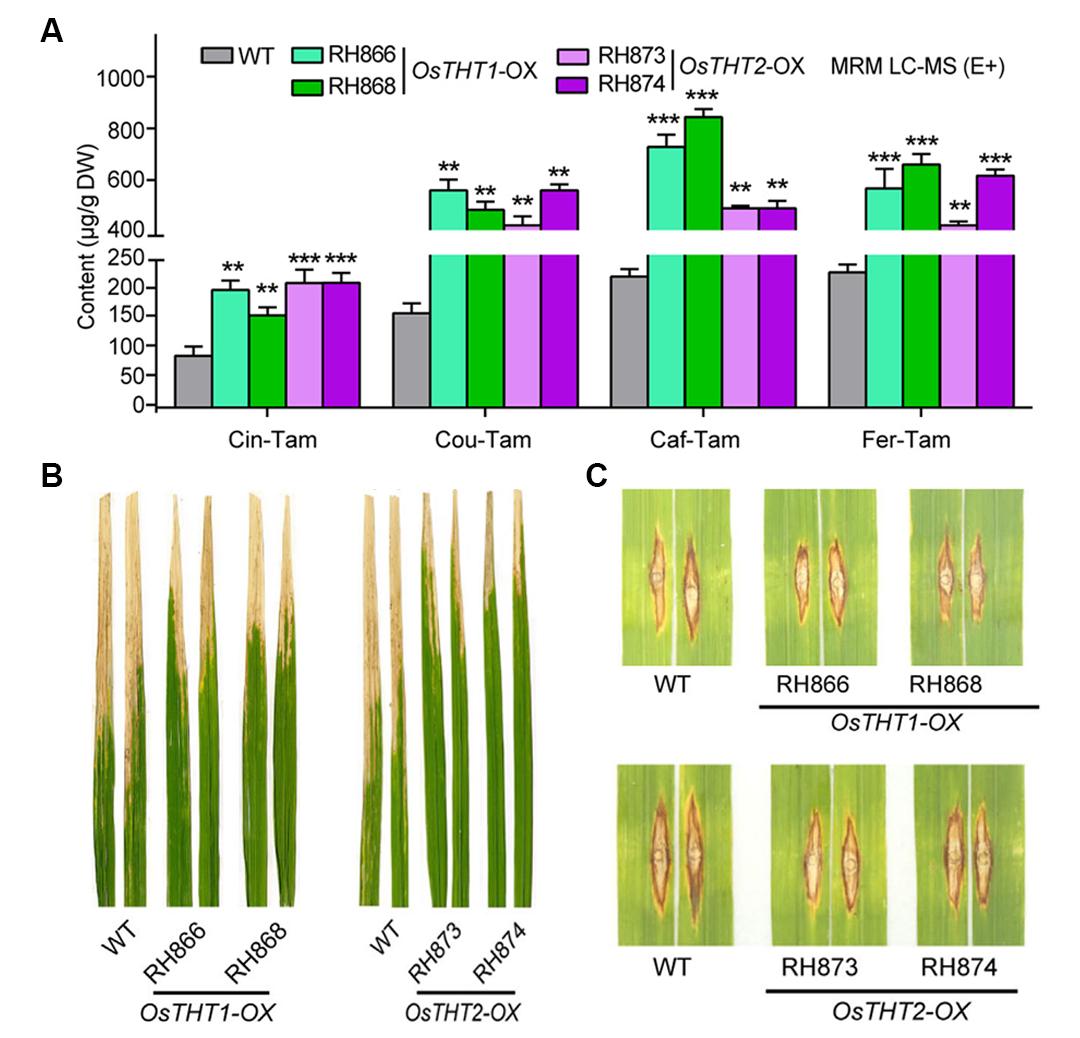 植物广谱抗病研究的核心关注点