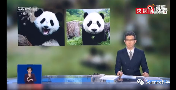 中国竟有两种大熊猫：一种像熊一种像猫 30万年没有过来往