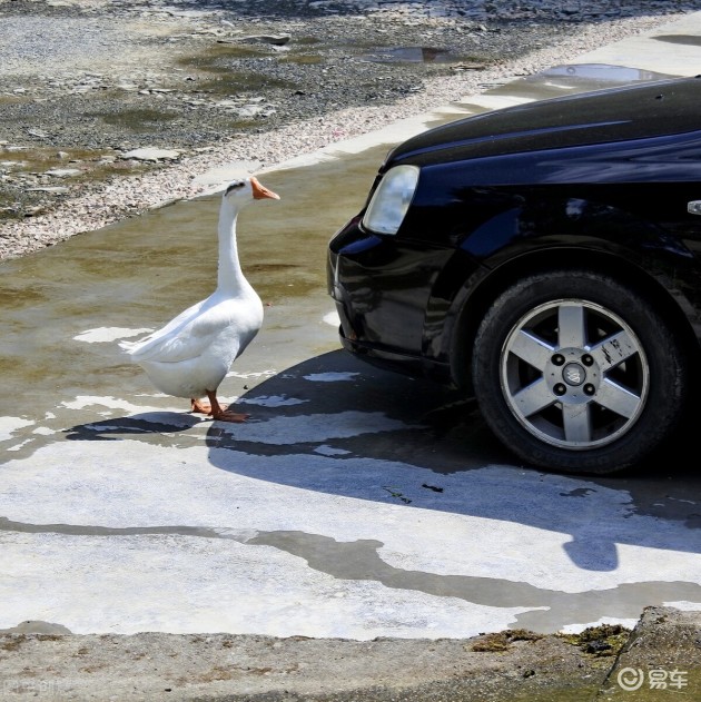 遇到碰瓷你别慌，这几招专治碰瓷党！谁都讹不了你