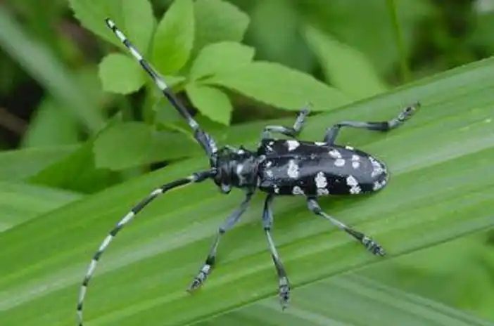 天牛防治全攻略：从分类到综合防治详解