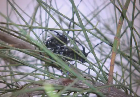 天牛防治全攻略：从分类到综合防治详解