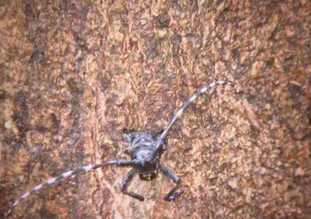 天牛防治全攻略：从分类到综合防治详解