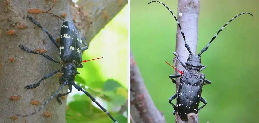 天牛防治全攻略：从分类到综合防治详解