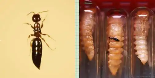 天牛防治全攻略：从分类到综合防治详解