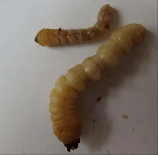 光肩星天牛的危害特征与其综合防治策略