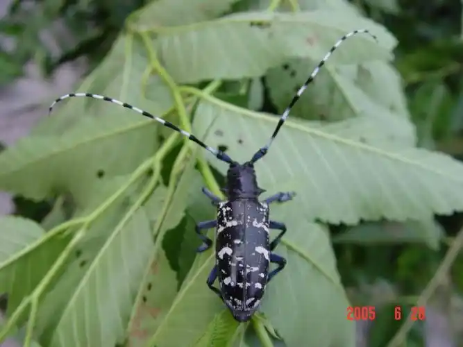 光肩星天牛的危害特征与其综合防治策略