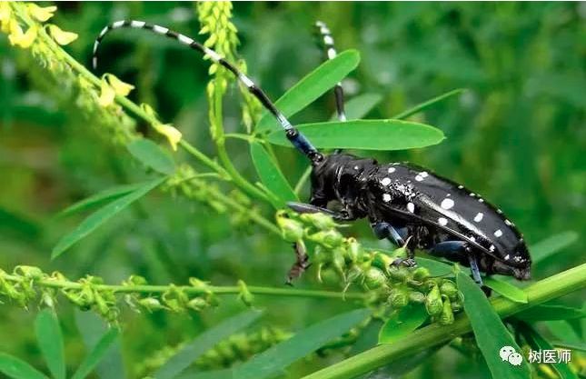 每日物种故事 | 天牛：力大如牛