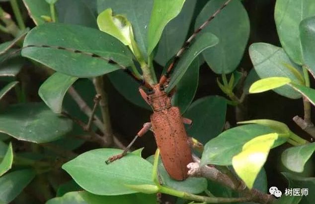 每日物种故事 | 天牛：力大如牛