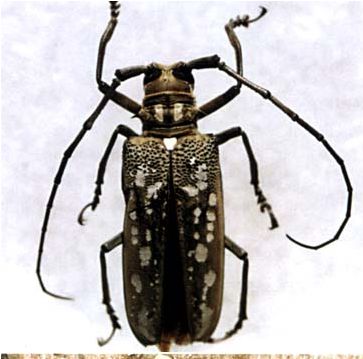 每日物种故事 | 天牛：力大如牛