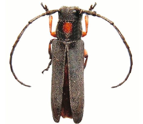 每日物种故事 | 天牛：力大如牛