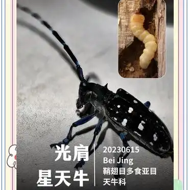 美国“天牛事件”背后：中国昆虫的奇妙世界