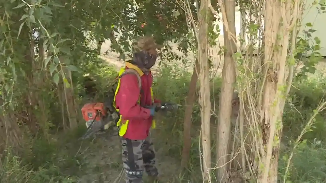 敦煌市对46万株树木开展光肩星天牛防治工作