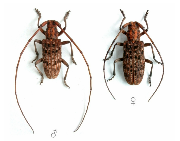 转载：这些天牛你能认出几种？99%的人都认不全