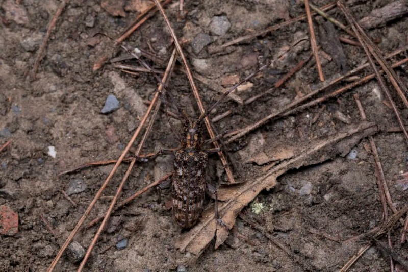 转载：这些天牛你能认出几种？99%的人都认不全