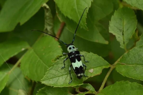 转载：这些天牛你能认出几种？99%的人都认不全