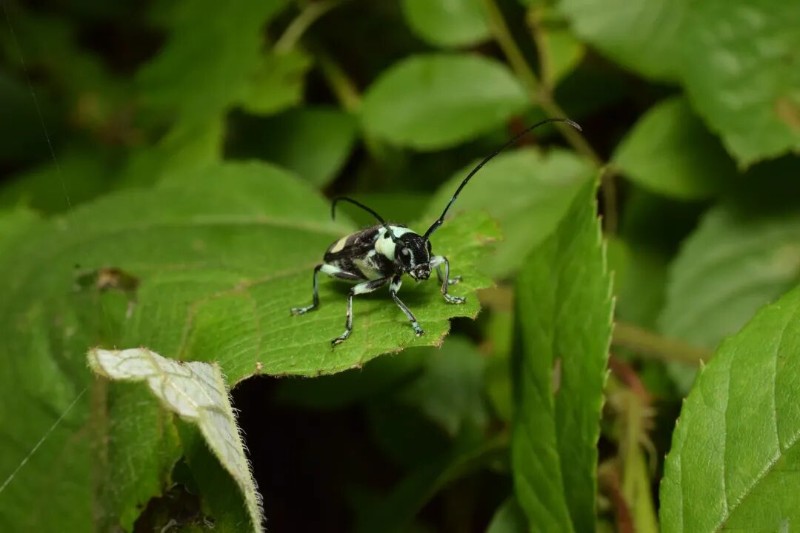 转载：这些天牛你能认出几种？99%的人都认不全