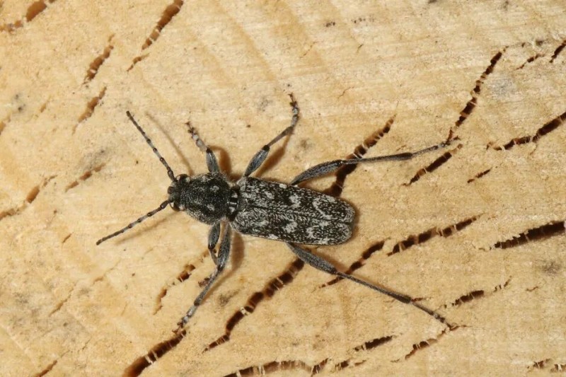 转载：这些天牛你能认出几种？99%的人都认不全