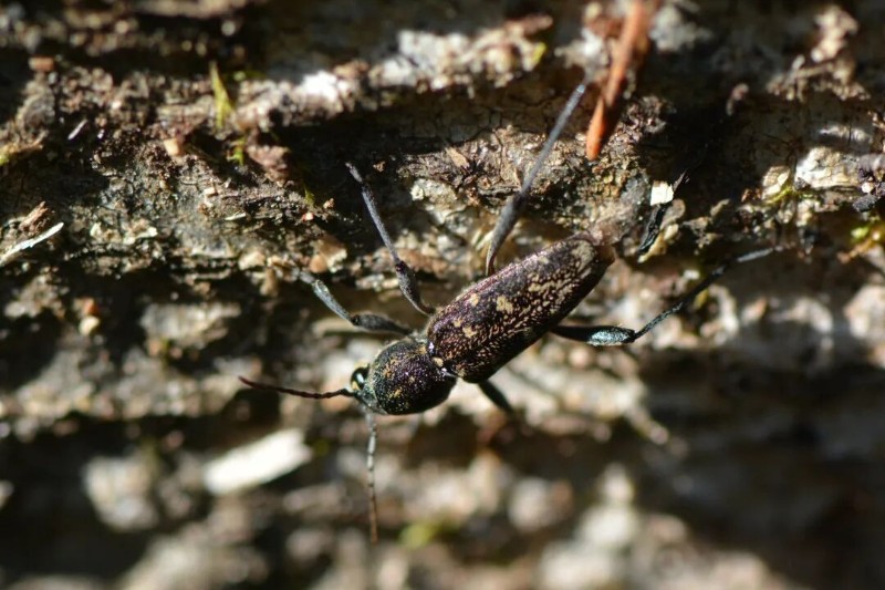 转载：这些天牛你能认出几种？99%的人都认不全