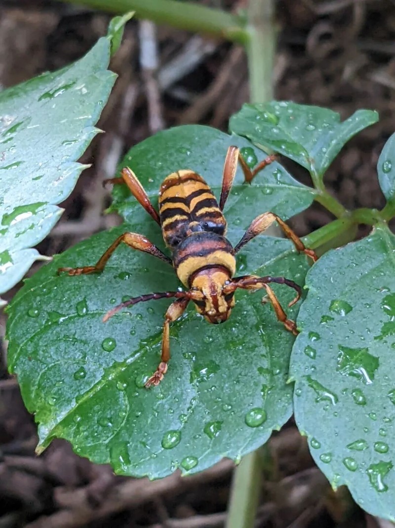 转载：这些天牛你能认出几种？99%的人都认不全