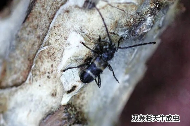 转载：这些天牛你能认出几种？99%的人都认不全