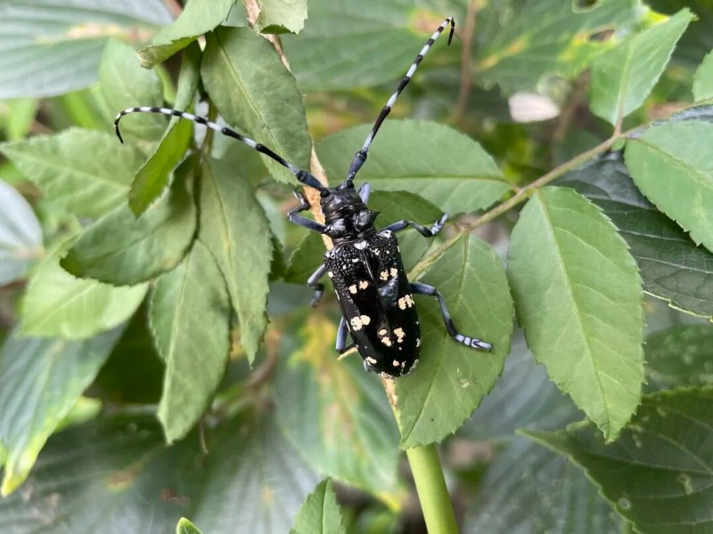 转载：这些天牛你能认出几种？99%的人都认不全