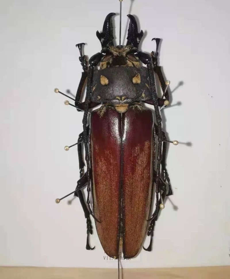 转载：这些天牛你能认出几种？99%的人都认不全