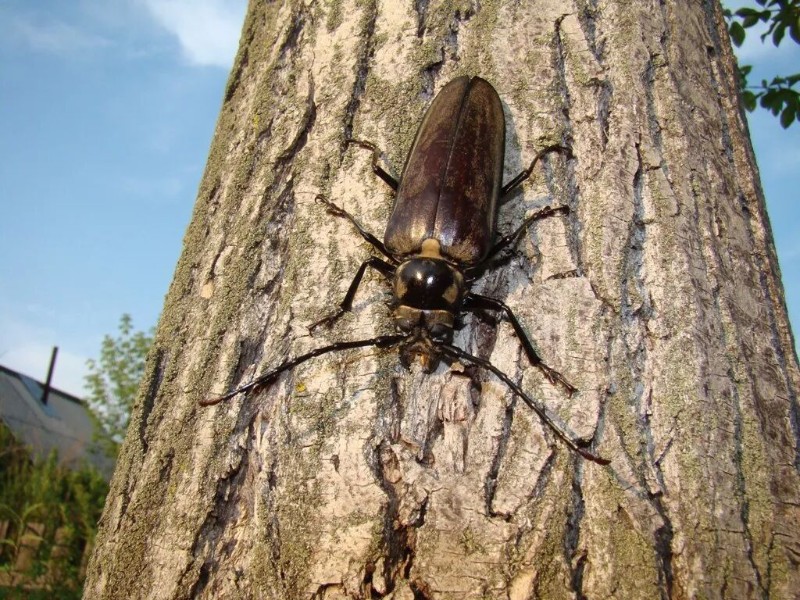 转载：这些天牛你能认出几种？99%的人都认不全