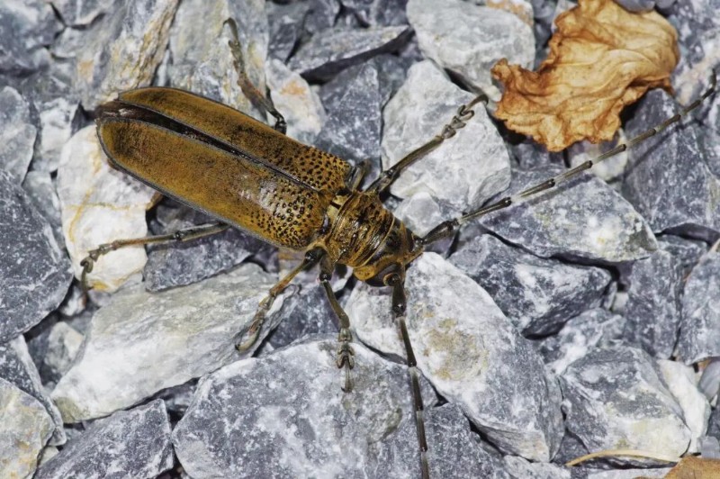 转载：这些天牛你能认出几种？99%的人都认不全