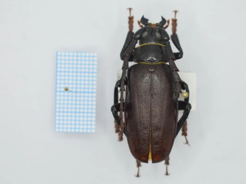 转载：这些天牛你能认出几种？99%的人都认不全